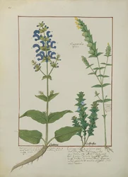 Illustration from the Book of Simple Medicines by Mattheaus Platearius